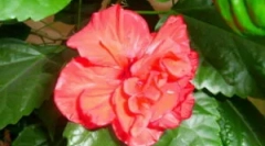 Kako se znebiti ohyds na domu rose